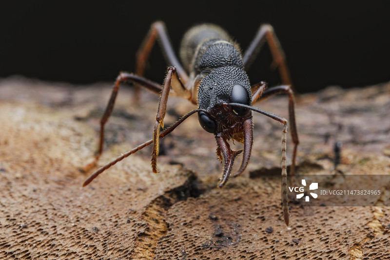 猎镰猛蚁图片素材