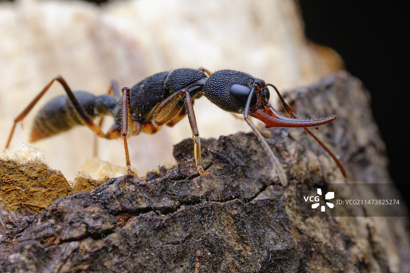 猎镰猛蚁图片素材