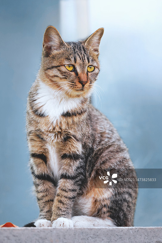 又见流浪小猫图片素材