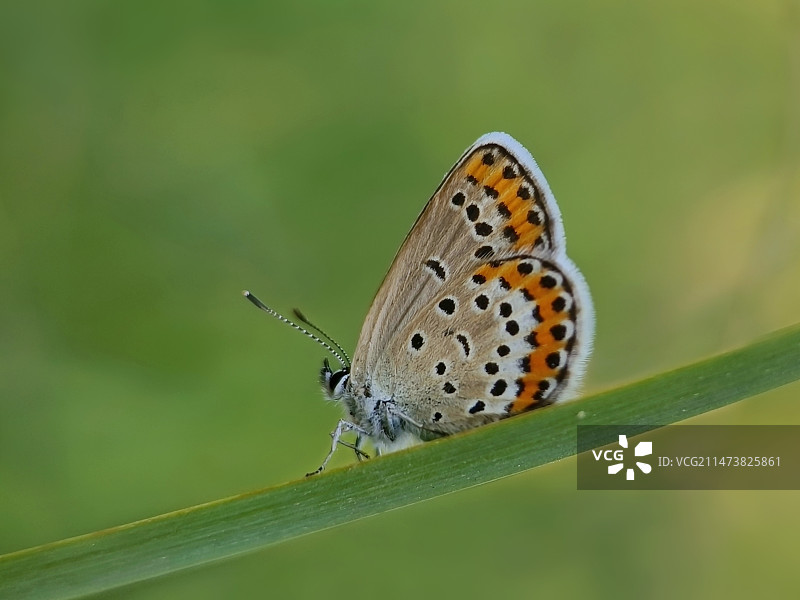 蝴蝶在叶子上的特写镜头图片素材