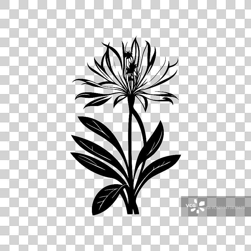 非洲百合图标手绘黑色植物标志图片素材