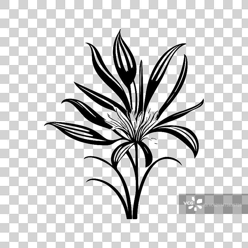 非洲百合图标手绘黑色植物标志图片素材