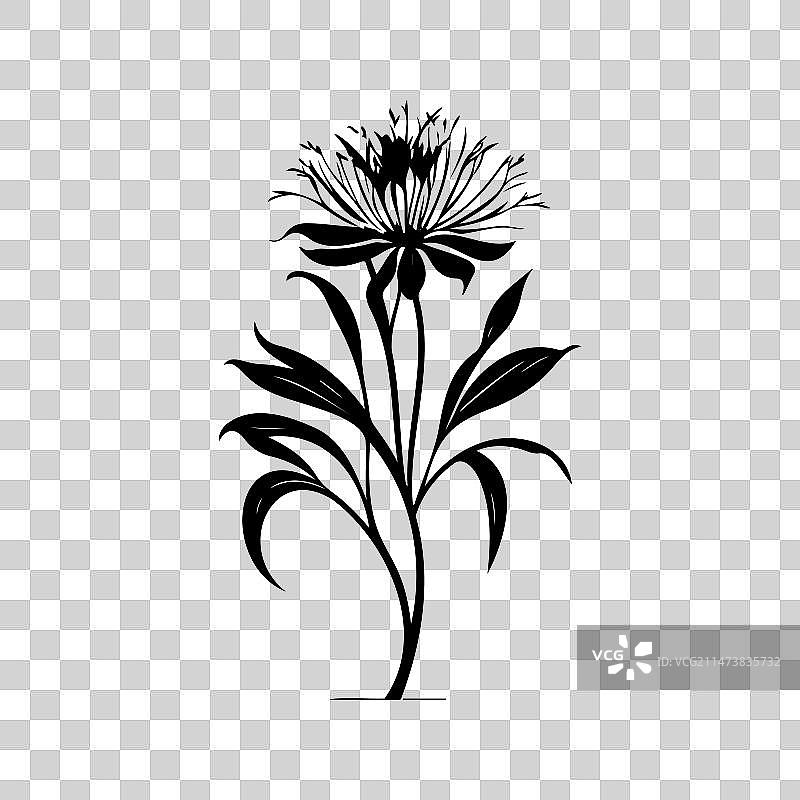 非洲百合图标手绘黑色植物标志图片素材