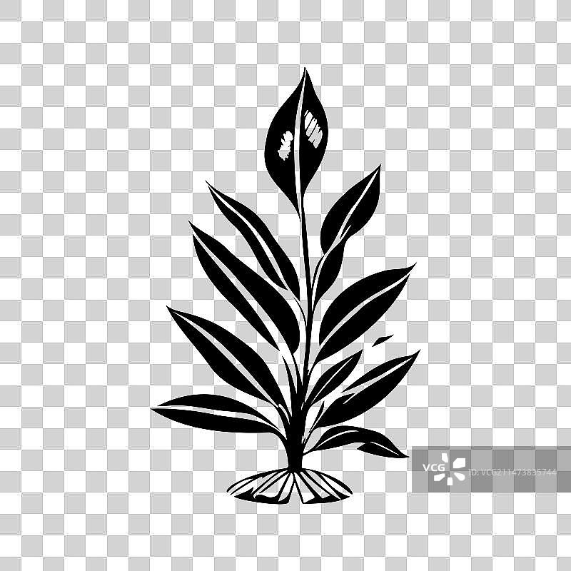 手绘万年青图标黑色植物Logo符号图片素材