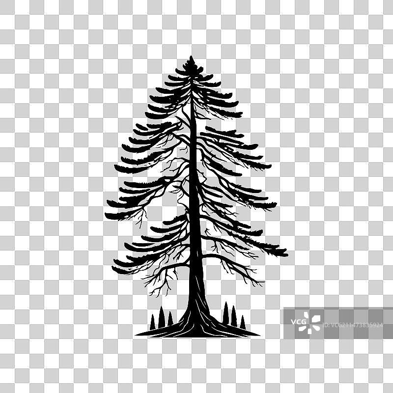 手绘黑色乔松树图标图片素材