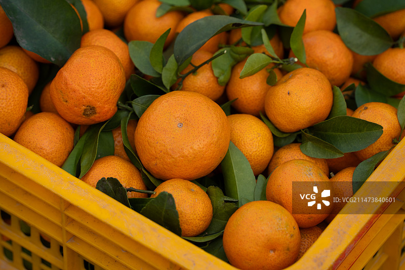 砂糖橘图片素材