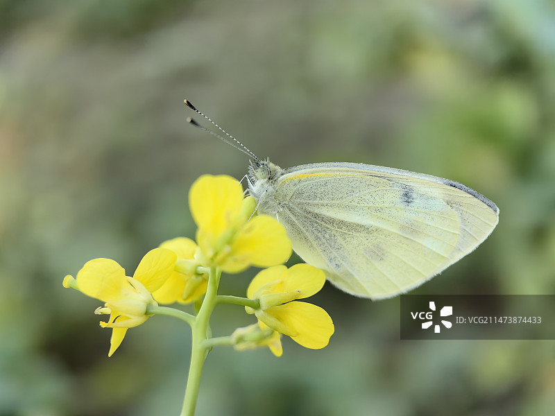 蝴蝶在黄花上授粉的特写镜头图片素材