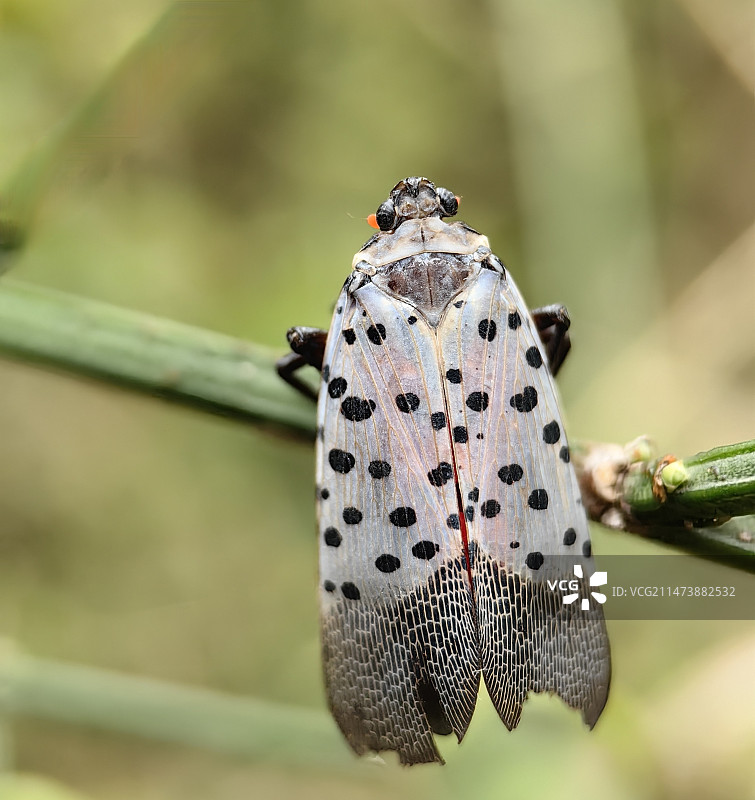 斑衣蜡蝉图片素材