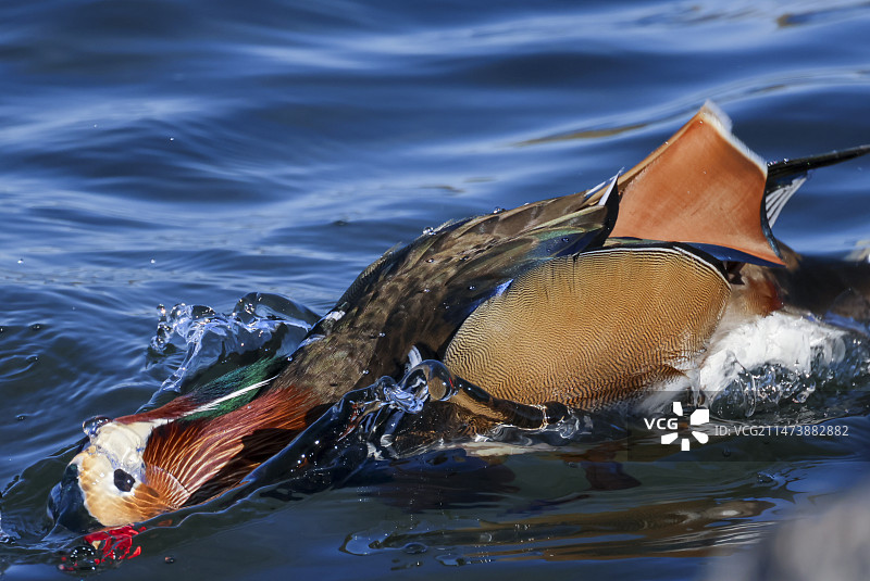 湖中游泳的特写镜头图片素材