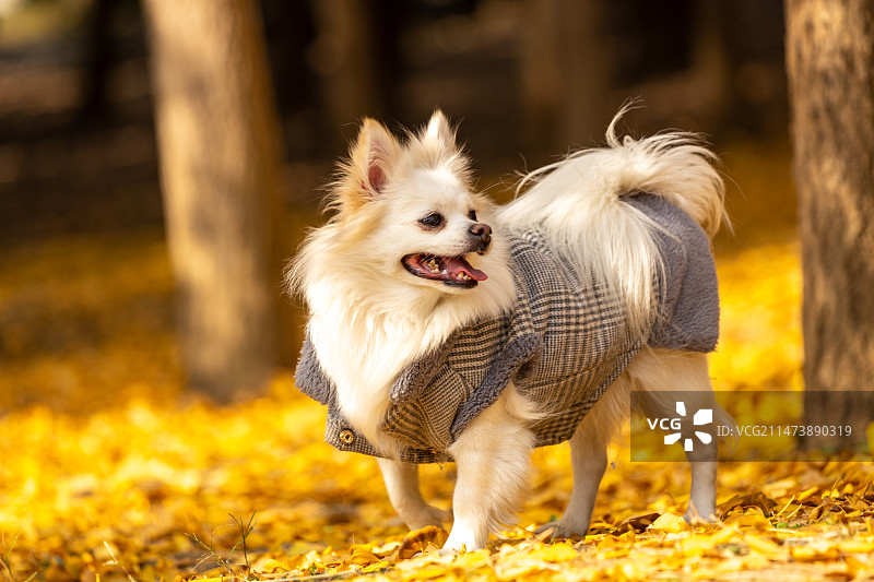 公园银杏树下的开心购图片素材