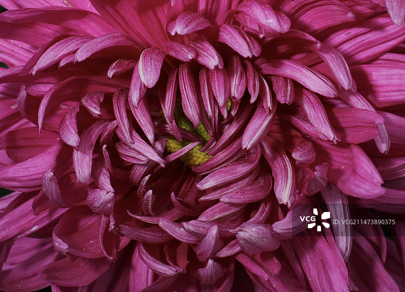 粉红色花朵的全帧拍摄图片素材