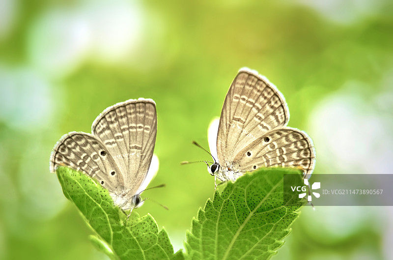 蝴蝶在叶子上的特写镜头图片素材