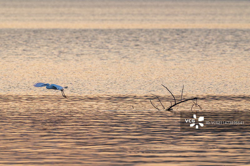 湖面飞过鹭鸟图片素材