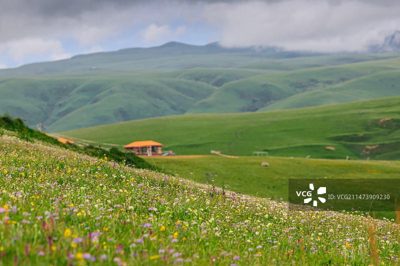 川西夏日草原鲜花盛开图片素材