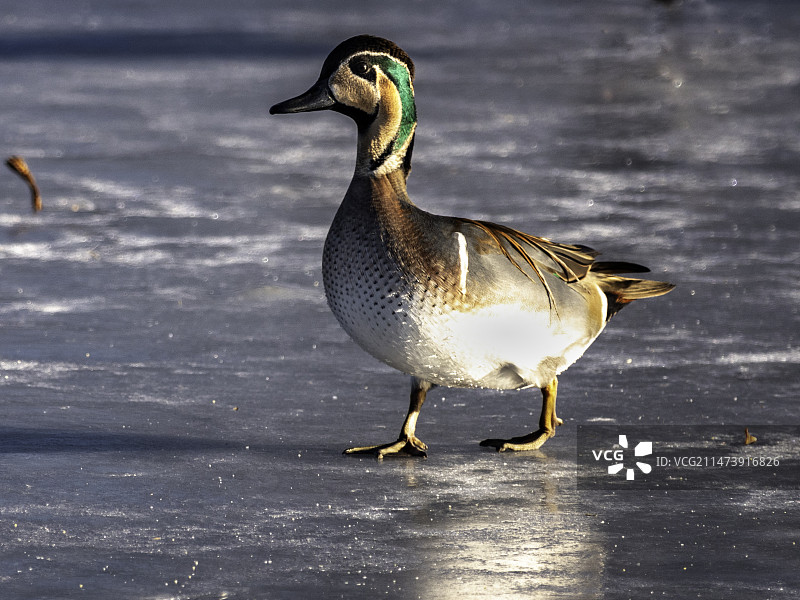 花脸鸭（国家二级保护动物）图片素材