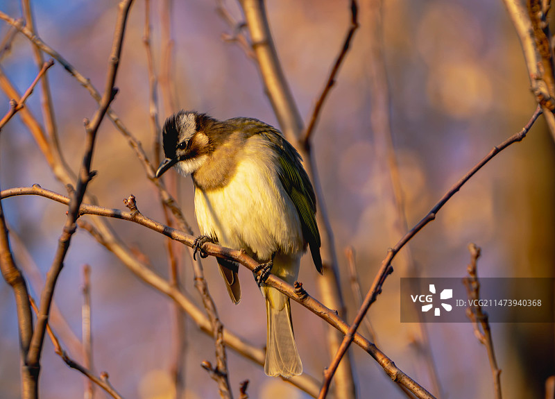白头鹎图片素材