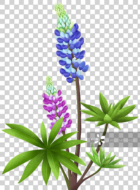 鲁冰花羽扇豆草本绿植免扣素材图片素材