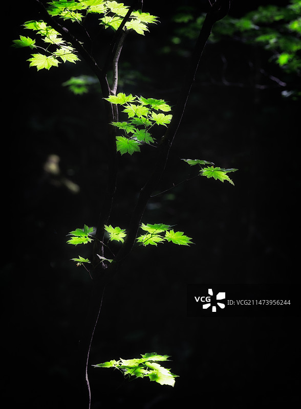 辽宁本溪绿石谷夏季山泉流水森林风景图片素材