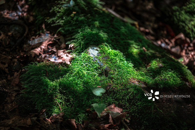 辽宁本溪绿石谷夏季山泉流水森林风景图片素材