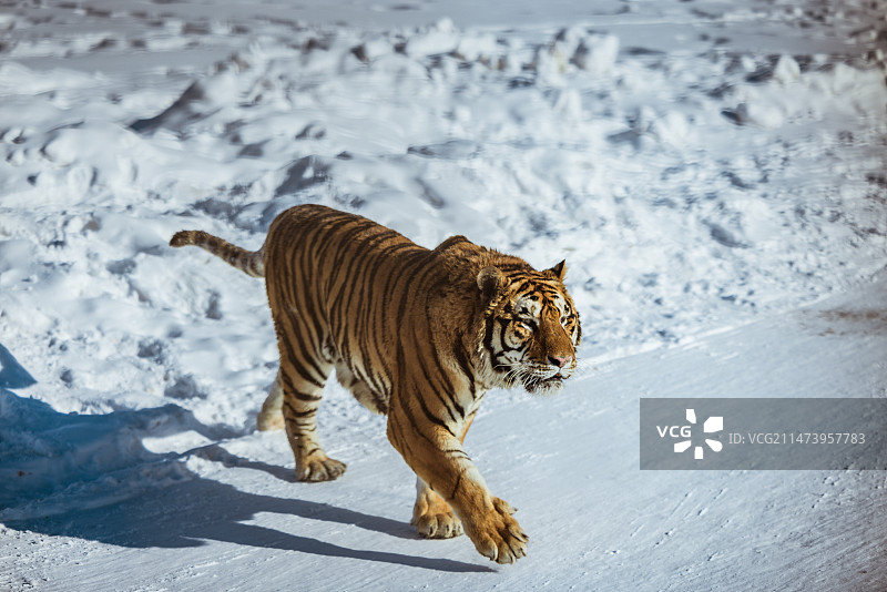 黑龙江东北虎林园东北虎野生动物照片图片素材