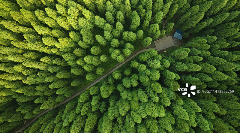 彭州中坝森林公园晨光图片素材