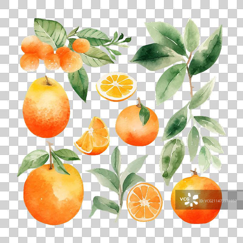 手绘新鲜水彩橙子图片素材