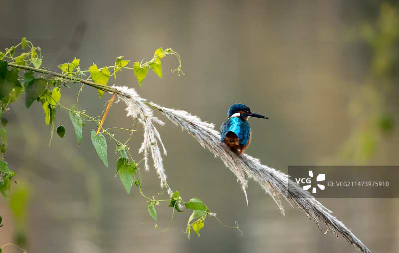 一只小翠在枝头图片素材