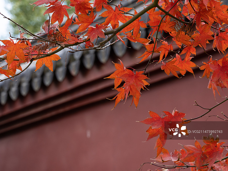 红枫图片素材