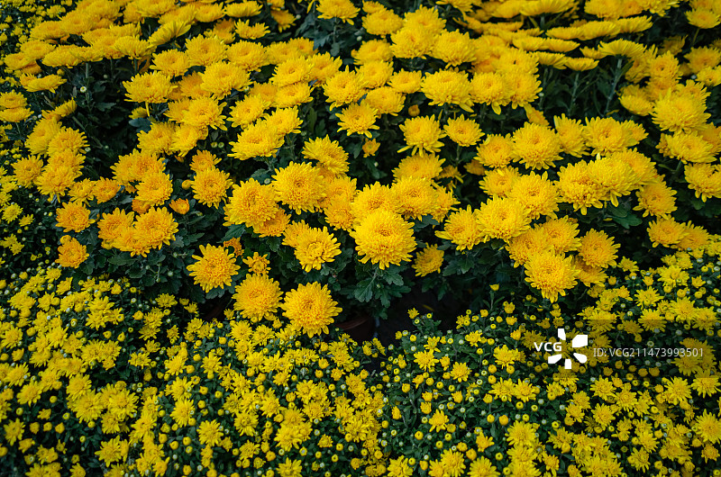 中国野生植物拍摄主题，园林绿化带里一片白色的白晶菊雏菊菊花栽培植物，户外白昼无人图像摄影图片素材
