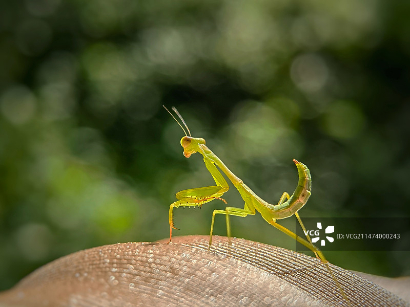 螳螂英姿图片素材