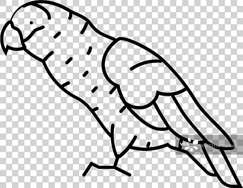 非洲灰鹦鹉鸟类线性图标图片素材