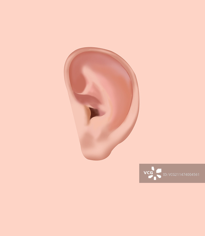 医疗人体器官耳朵听觉皮肤表皮身体健康卫生科普插画图片素材