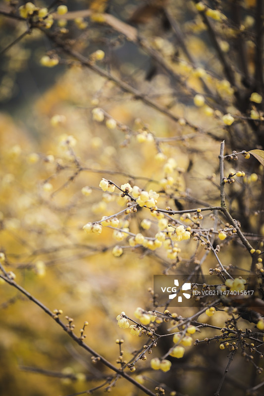 臘梅花图片素材