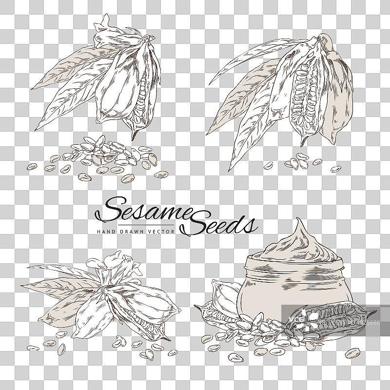 芝麻和油的素描图片素材