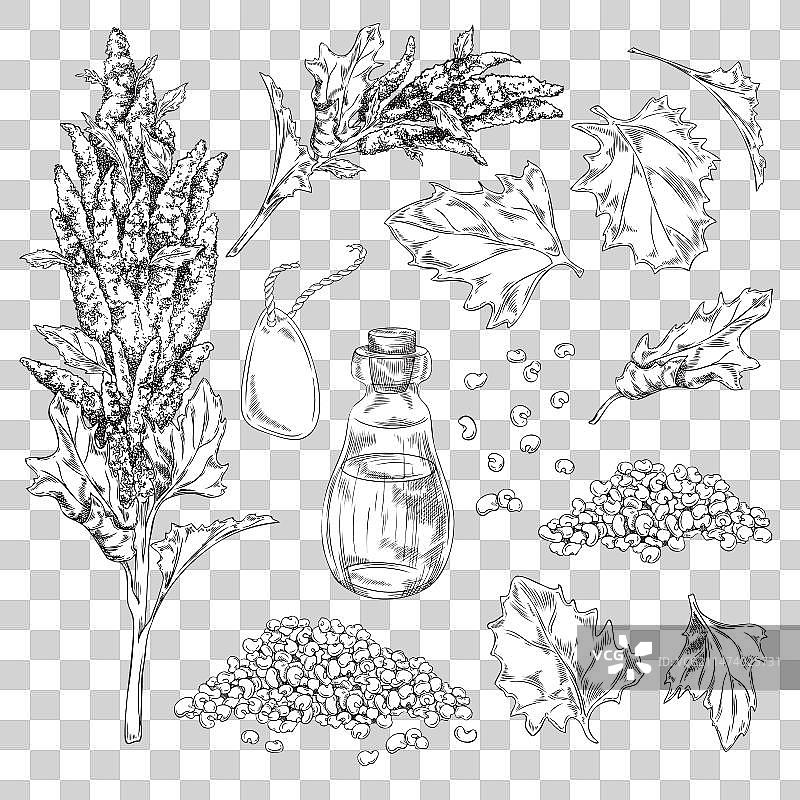 藜麦花叶枝图片素材