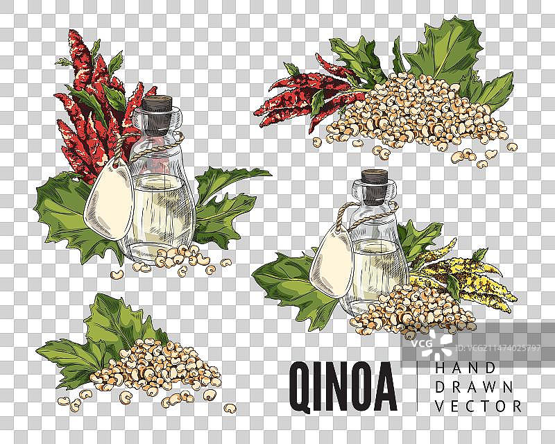 手绘彩色藜麦植物颗粒合集图片素材