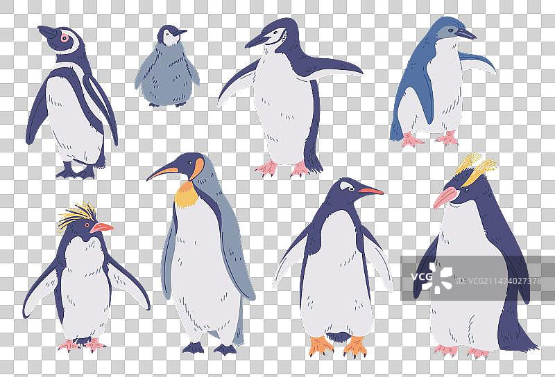 企鹅种类集合：帝企鹅和王企鹅图片素材