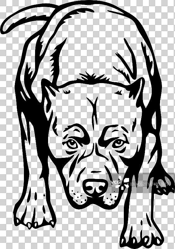 美国比特斗牛梗犬-有趣的犬种图片素材