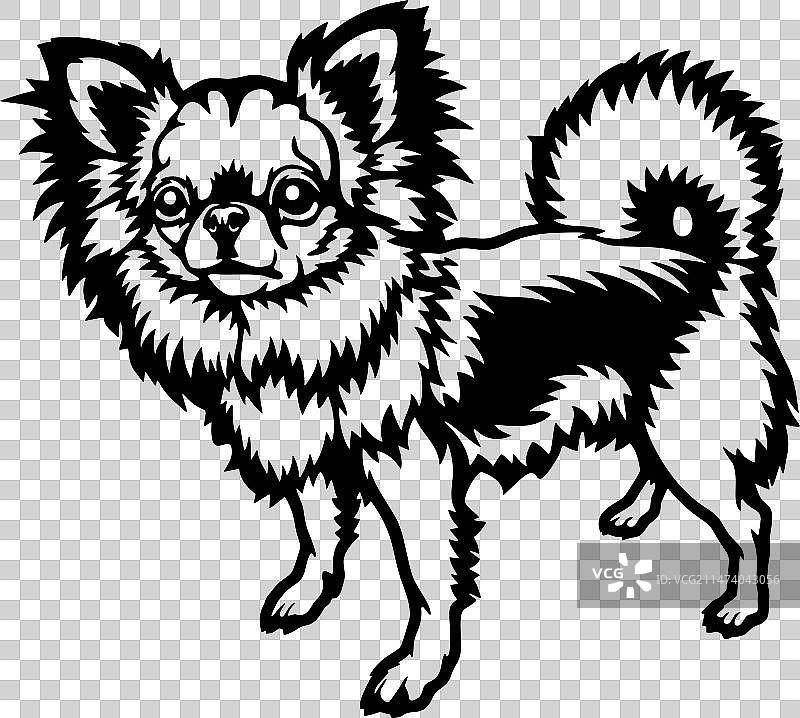 有趣的长毛吉娃娃犬图片素材