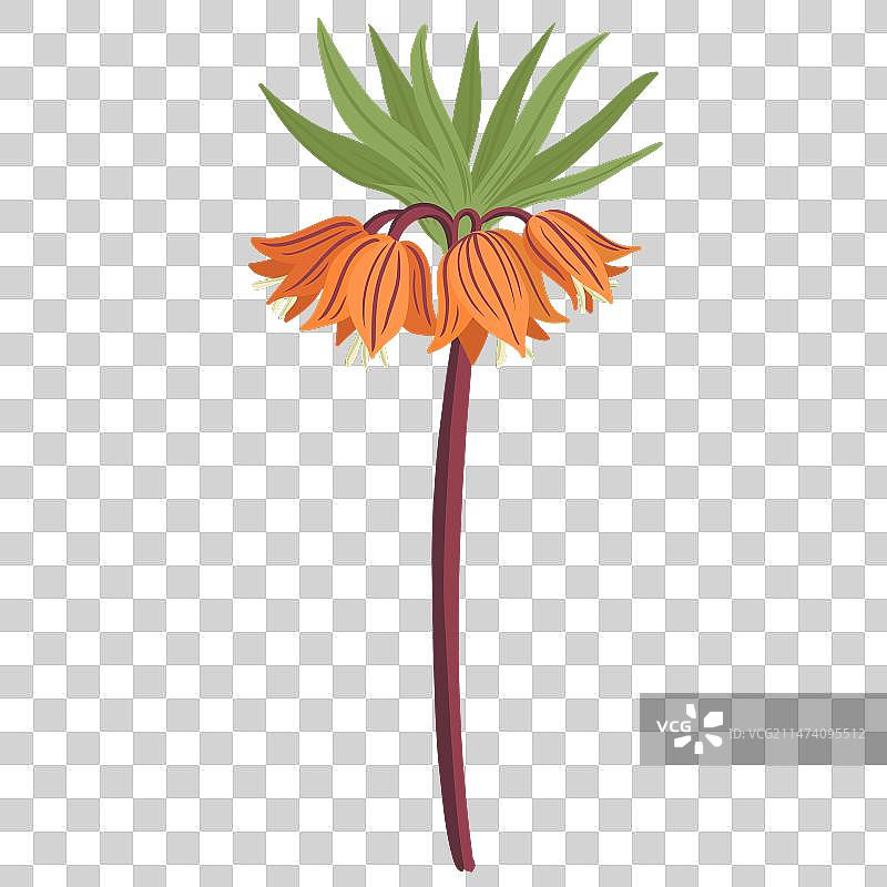 皇冠贝母花绘画图片素材