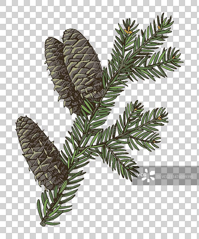 手绘香脂冷杉树枝图片素材