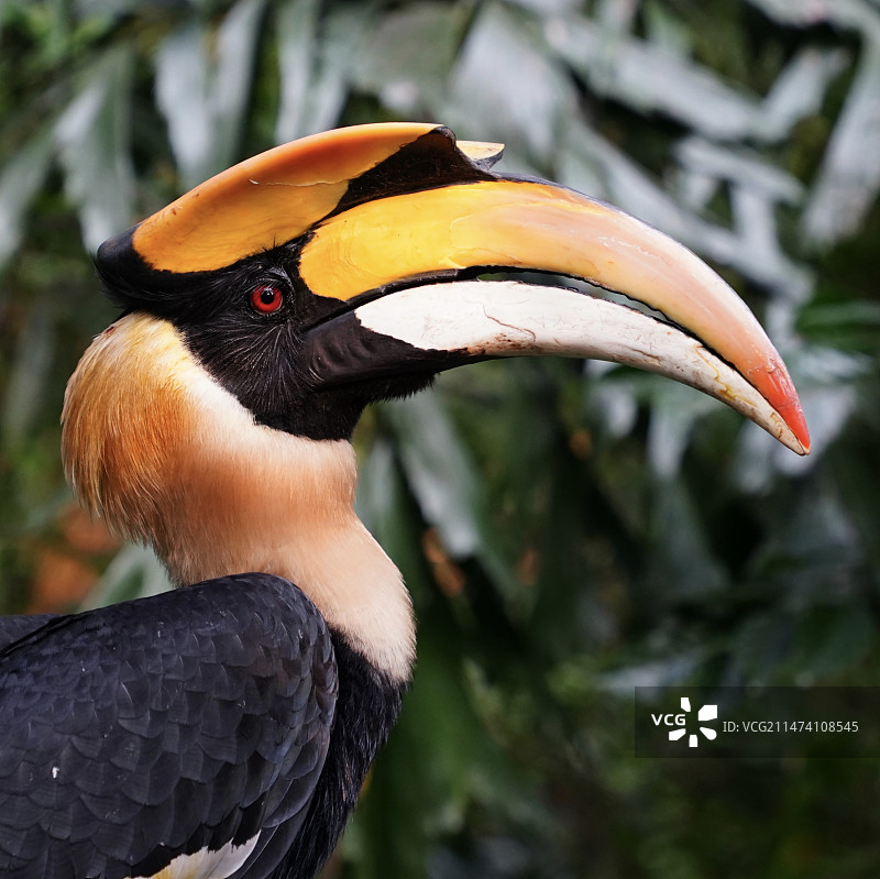 鸟的特写镜头图片素材