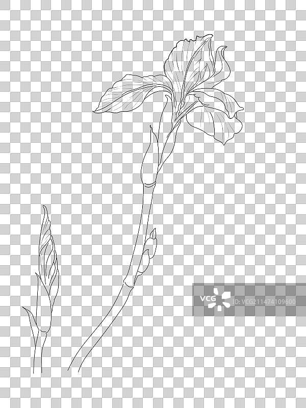 黑色背景下抽象图案的特写镜头不知名的小黄花不知名的油菜花荷花红果南天竹兰花图片素材