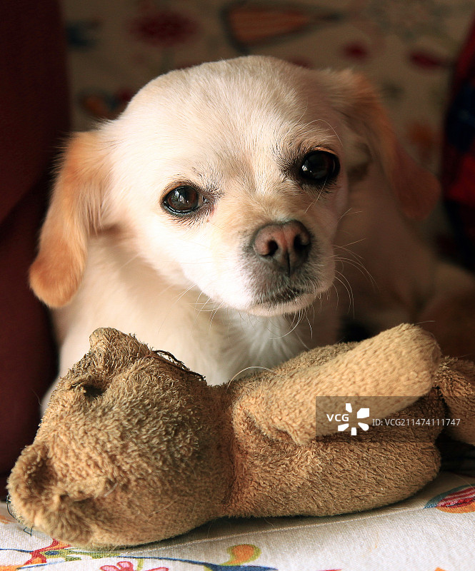 家有爱狗图片素材