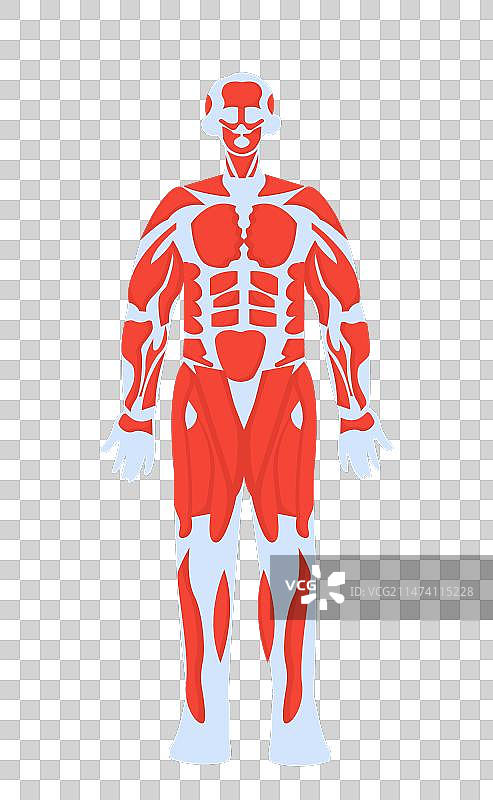 人体解剖结构概念图片素材