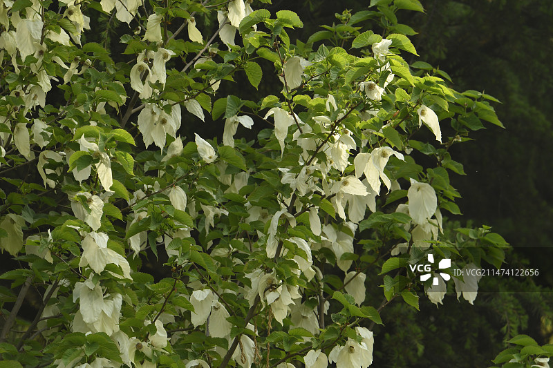 国家植物园：鸽子树（珙桐）图片素材