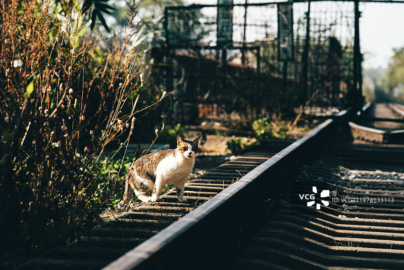 户外猫图片素材