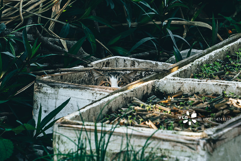 户外猫图片素材