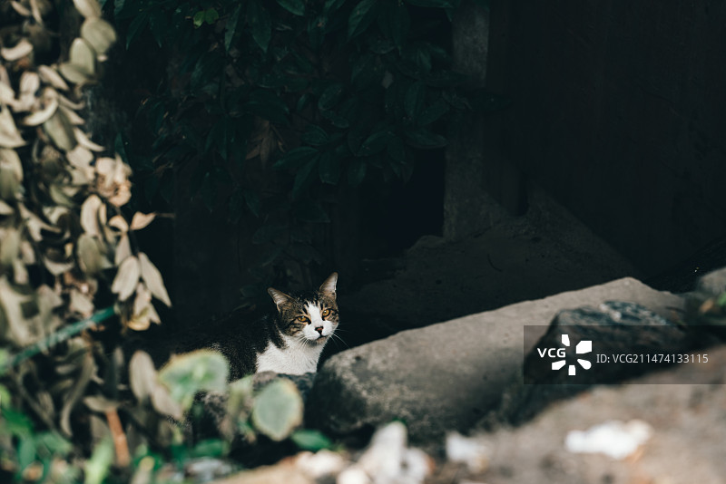 户外猫图片素材