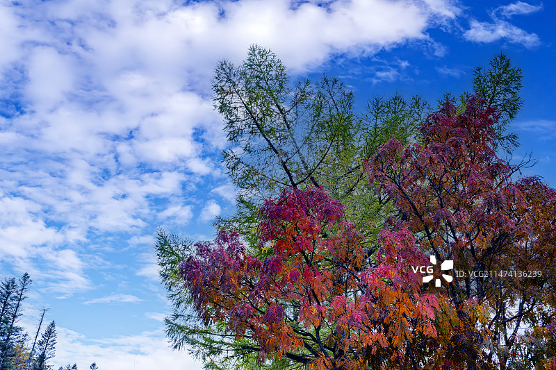 吉林省延边朝鲜族自治州安图县长白山北坡运动员村的彩林图片素材